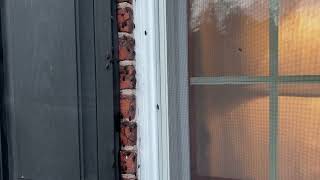 Whole Lotta Boxelder Bugs Crawling on the Building [upl. by Faletti615]