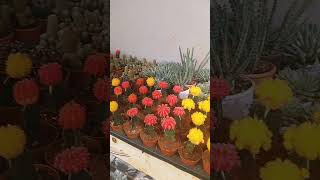 Mammillaria cactus propagation  🌿 Gymnocalycium mihanovichii [upl. by Ibbie]