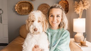 AUSSIEDOODLE  5 Things I WISH I would have known BEFORE getting an Aussiedoodle  Torey Noora [upl. by Aniad]