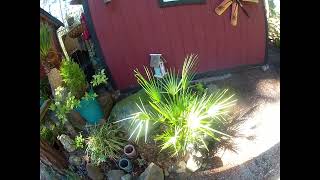 Chamaerops humilis palm looking good late Winter [upl. by Anelrahc]