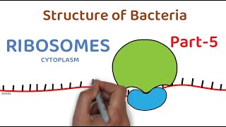 Structure of Bacteria  Part 5  Ribosomes [upl. by Cardon887]