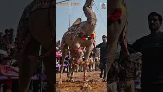 camel walking and dancing camel unt camelvideo [upl. by Pontus]