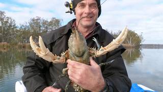 Catching Big Murray River Crayfish Freshwater Crayfish Euastacus armatus Australian inland rivers [upl. by Lindsay76]