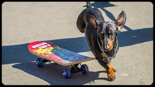 Skateboarding Doxie Din tricks learning vol 2 [upl. by Schechter]