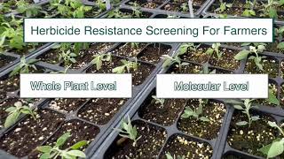 Herbicide Resistance Testing Can Be Hard to Find Here’s What Montana State Offers [upl. by Radack]