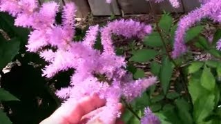 Amethyst Astilbe The Year After Planting [upl. by Nettie]