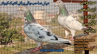 Tasveer Wala pairchampionpigeons birds imamdeen bloodline [upl. by Econah376]