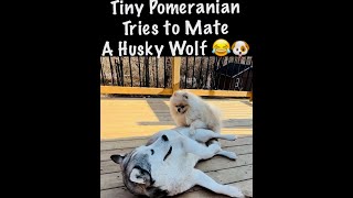 Pomeranian Mating Husky Part III 🐾🧸🥰😁 [upl. by Lehcsreh42]