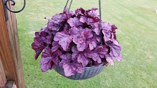 Planting Perennials in Containers Update  Heuchera Coral Bells and Sedum  Plant Care Tips [upl. by Garland807]