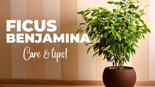 The Ultimate FICUS BENJAMINA Care Guide Weeping Fig Plant Care [upl. by Daht]