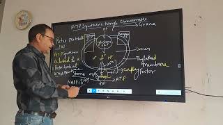 chemiosmotic hypothesis formation of ATP in chloroplast photophosphorylation [upl. by Marrin]