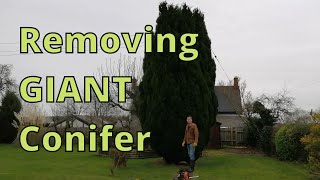 Removing a GIANT conifer [upl. by Noirad]