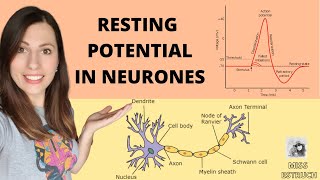 Establishing a RESTING POTENTIAL in a neurone Do you know what the resting potential is [upl. by Romilda15]