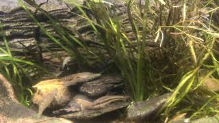 New fish plants and snails in the US native stream tank [upl. by Chemosh134]