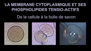 Membrane cytoplasmique et bulle de savon  une histoire de molécules tensioactives [upl. by Seed]