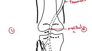 anastomosis around knee joint DR SAMEH GHAZY [upl. by Prader]