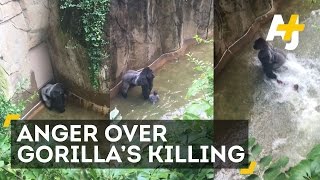 Gorilla Killed After 4YearOld Falls Into Enclosure [upl. by Myk]