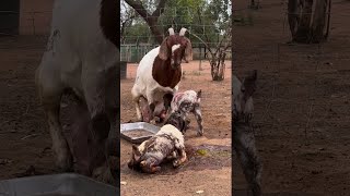 O Vídeo mais lindo que você vai ver hoje 🤩 BokBoer amp Hoenders boergoats boergoat boer [upl. by Iharas]