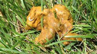 Tapeworm in Dog Poop [upl. by Horan]