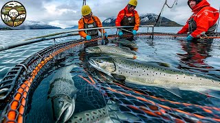 Salmon farming How millions of Salmon are harvested each year in Norway [upl. by Shanda187]