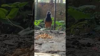 Beautiful bird callingshort treepie bird voice [upl. by Fraase]