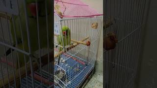 Meethu meethu🐦🐦slanty khaty huye😋😋 meethu slanty metota parrot birds shortsfeed viral shorts [upl. by Sissie753]