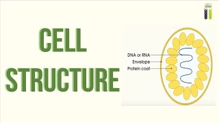 ALevel Biology Revision  Part 21  Cell Structure [upl. by Elahcar]