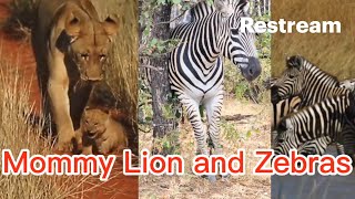 Mommy Lion and Zebras🥰 [upl. by Benia]