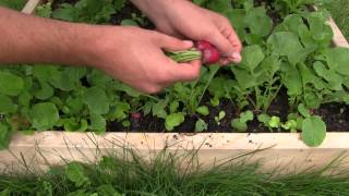 1st Radish Harvest of The Year [upl. by Ollayos]