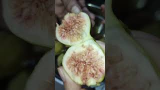 Figs  anjeer fruit cutting figs fruitcutting trending [upl. by Odlanor137]