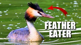 Grebe Facts its a WEIRD BIRD 🦆 Animal Fact Files [upl. by Nylssej]