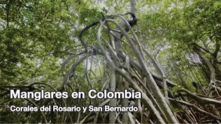 Manglares en Colombia  Corales del Rosario y San Bernardo  Colombia  Viajes Otur [upl. by Herb]