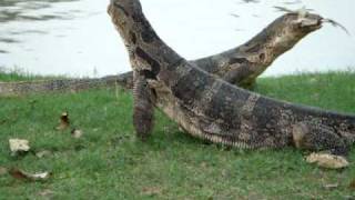 Monitor Lizards Do Battle Lumphini Park  Bangkok Thailand [upl. by Esital]