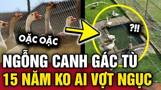 Thay thế CHÓ SĂN bằng NGỖNG CANH GÁC nhà tù 15 năm qua chưa ai VƯỢT NGỤC THÀNH CÔNG  Tin 3 Phút [upl. by Halvaard]