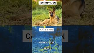 Animals light vision science sciencefacts [upl. by Twedy]