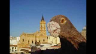 Palomas Laudinas [upl. by Melitta]