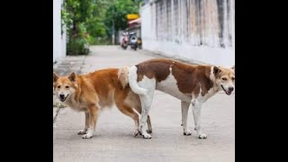 dogs mating videosThe Official Guide to dog ruler dogswhy do dogs get stuck after mating [upl. by Ayom]