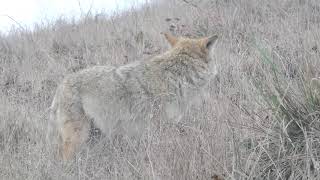 Coyote  Pt Reyes National Seashore [upl. by Tay]