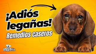 Legañas en los perros un problema común con soluciones efectivas [upl. by Rollo159]