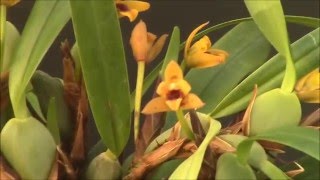 Maxillaria variabilis [upl. by Otreblig]