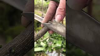 Best grafting technique grafting satisfying [upl. by Wina560]