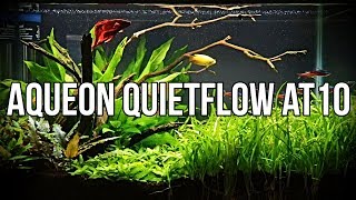 Aqueon QuietFlow Internal Power Filter AT10  1 Month Update [upl. by Zsamot]