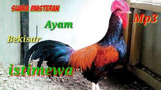 masteran Ayam Bekisar Juara Kelas Utama [upl. by Cousins]