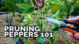 Pruning Pepper Plants 101 Is It Even Necessary [upl. by Sikorski293]