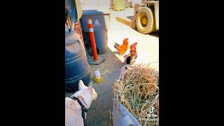 Maverick and the Roosters at Echo Valley Ranch kimbcrouch whitegermanshepherd germanshepherd [upl. by Sonitnatsnok369]