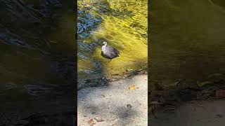 Parc Zoologique de Paris  Paris Zoological Park  Summer Session  S10 1🦁 short5 [upl. by Anoo]