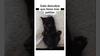 😍Ay amé su reacción😍 elartedeamar youtubevideos gatos amoralarte artedeamor ternurainfinita [upl. by Ahel]