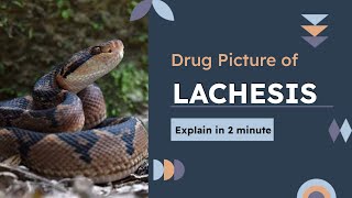 Drug Picture of Lachesis in 2 minutes homoeopathyeducation [upl. by Petes]