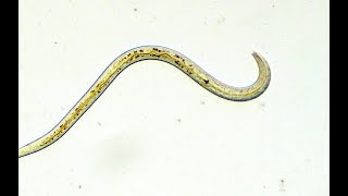 NEMATODOS fitopatogenos Generalidades biología y descripción del daño [upl. by Anilah]