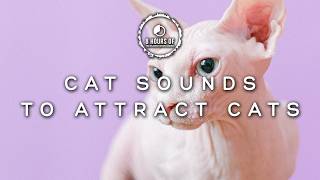 Attract Cats Like Crazy with These Cats Meowing Sounds Cat Sounds to Attract Cats [upl. by Jamille378]